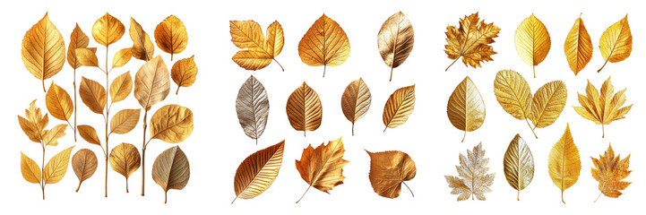 Fototapeta premium Autumn leaves isolated on a transparent background perfect for seasonal-themed illustrations or botanical designs.