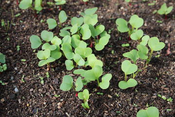 Semences de radis