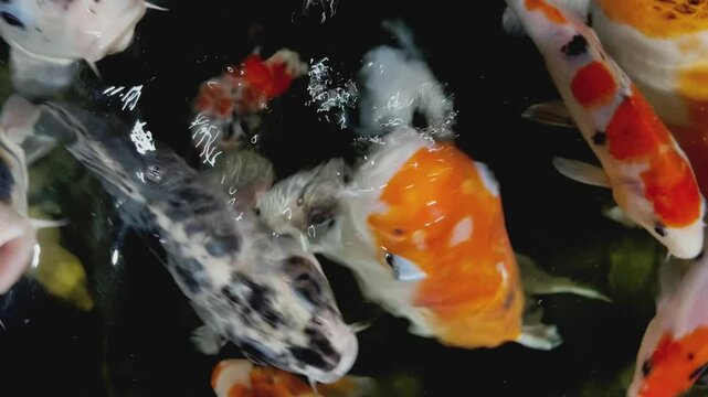 Colorful Koi fish in the clear water shot at night