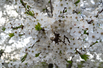 White cherry plum in bloom