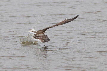 Black skimmer bird skimming the water eating small fish