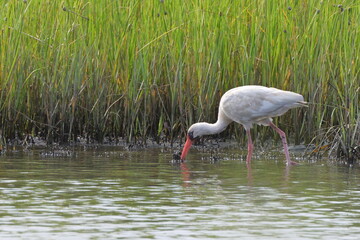 Shoe billed stork feeding along water edge