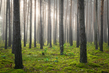 dark foggy pine forest with moss