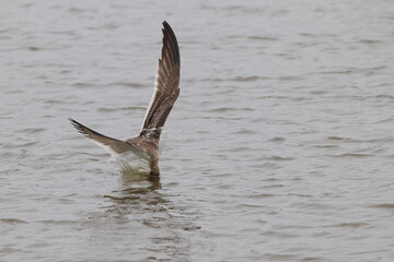 Black skimmer bird skimming the water eating small fish