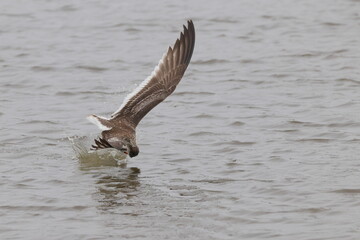Black skimmer bird skimming the water eating small fish