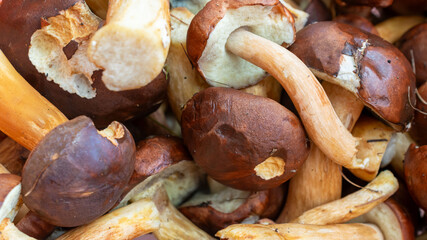 Bolete mushrooms with visible texture