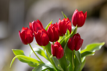 rote Tulpen