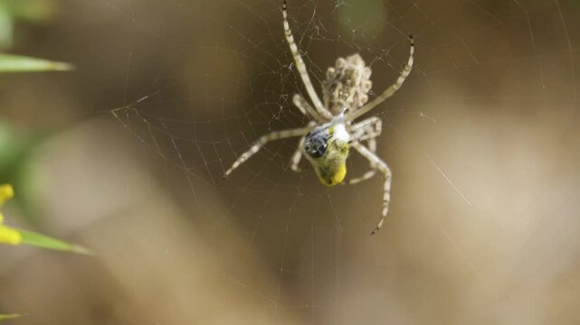 Wesp spider Argiope lobata wraps a wild bee in a web, bee has accumulated yellow pollen of flowers on its abdomen. The web is stretched among the honey flowers (Golden thistle). Crimean semi-desert
