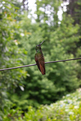 hummingbird in flight
