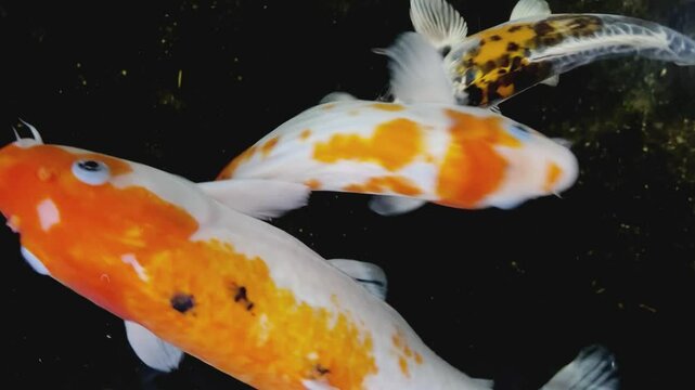 Colorful Koi fish in the clear water shot at night