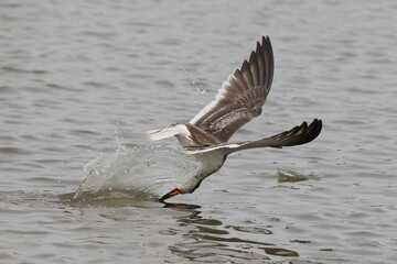 Black skimmer bird eating small fish
