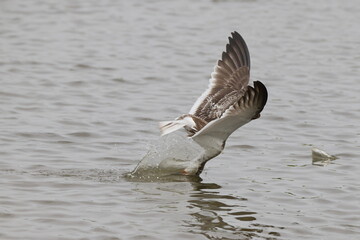 Black skimmer bird eating small fish