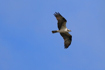 Osprey flying against blue sky. 