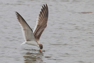 Black skimmer bird eating small fish
