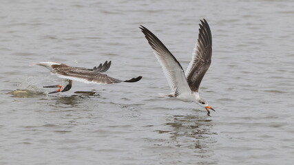 Black skimmer bird eating small fish