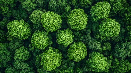 Naklejka premium Aerial view of lush green trees in dense forest, showcasing vibrant foliage and natural beauty of landscape. scene evokes sense of tranquility and connection to nature