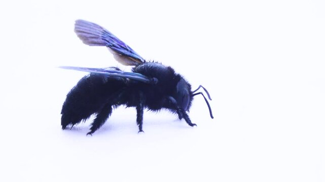 Common carpenter bee (Xylocopa valga) metallic color large insect from Crimea