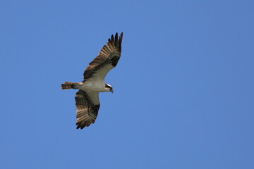 Osprey flying against blue sky. 