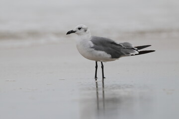 Seagull standing on beach