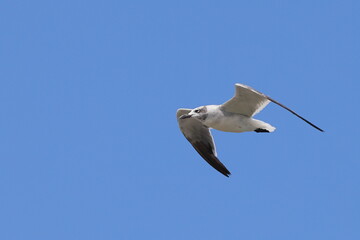 Seagull inflight against blue sky