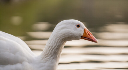 Geese Swimming on a Lake During Golden Hour