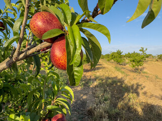 Beautiful peaches on a tree in late daylight.