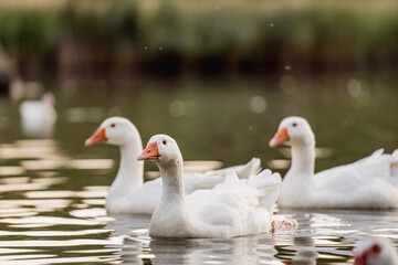 Geese Swimming on a Lake During Golden Hour