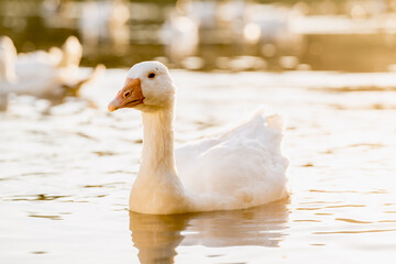 Geese Swimming on a Lake During Golden Hour