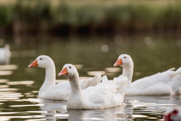 Geese Swimming on a Lake During Golden Hour