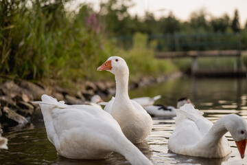 Geese Swimming on a Lake During Golden Hour