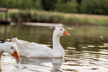 Geese Swimming on a Lake During Golden Hour