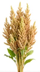 ears of quinoa