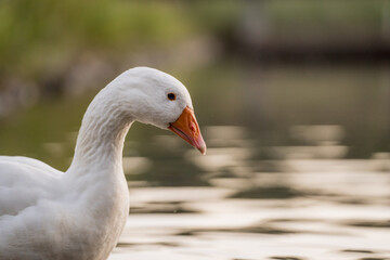 Geese Swimming on a Lake During Golden Hour