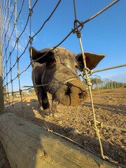 Close-up of pig seen from below.