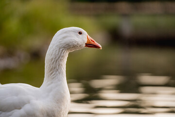 Geese Swimming on a Lake During Golden Hour