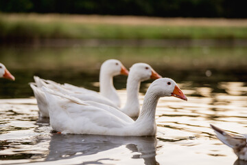 Geese Swimming on a Lake During Golden Hour