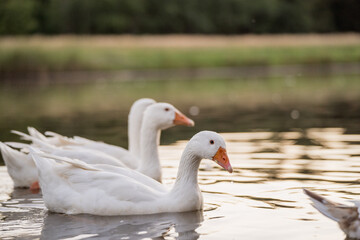 Geese Swimming on a Lake During Golden Hour