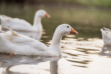 Geese Swimming on a Lake During Golden Hour