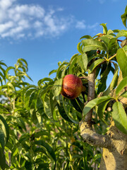Beautiful peaches on a tree in late daylight.
