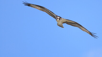 Osprey flying against blue sky. 