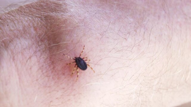 On human skin Mediterranean basin tick species (Hyalomma lusitanicum) vector and reservoir Congo-Crimean hemorrhagic fever. Rapidly spreading species in Europe. Crimea. Arabatskaya strelka