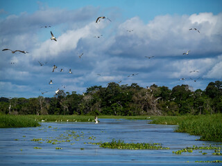 River landscape on a branch of the Amazon with a flock of Amazon terns (Sternula superciliaris).