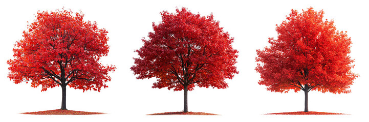 Fototapeta premium Red maple tree isolated on a transparent background perfect for autumn-themed illustrations or nature designs.