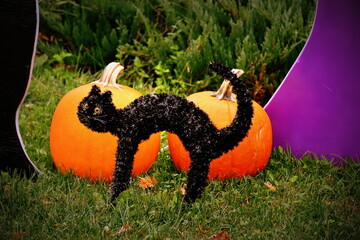 Halloween cat and pumpkins decoration.