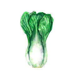 Hand drawn watercolor food illustration. Green fresh bok choy vegetable.