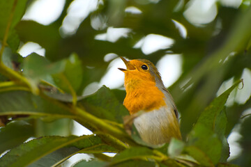 European robin is perching on a tree branch and singing