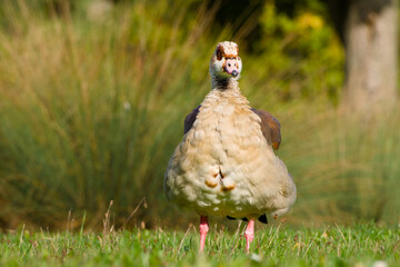 Egyptian goose standing on the green grass on the blurred background close-up