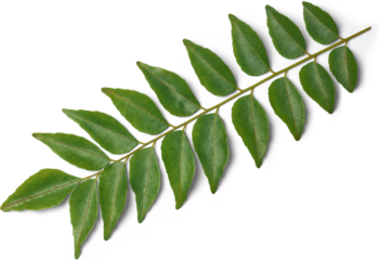 curry leaves foliage isolated white background with shadows, healthy nutrients rich herb used in asian cuisine, used in traditional medicine 