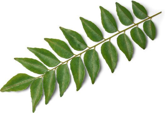 curry leaves foliage isolated white background with shadows, healthy nutrients rich herb used in asian cuisine, used in traditional medicine 