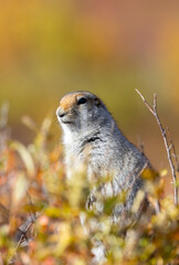 Arctic Ground Squirrel in Denali National Park Alaska in Autumn
